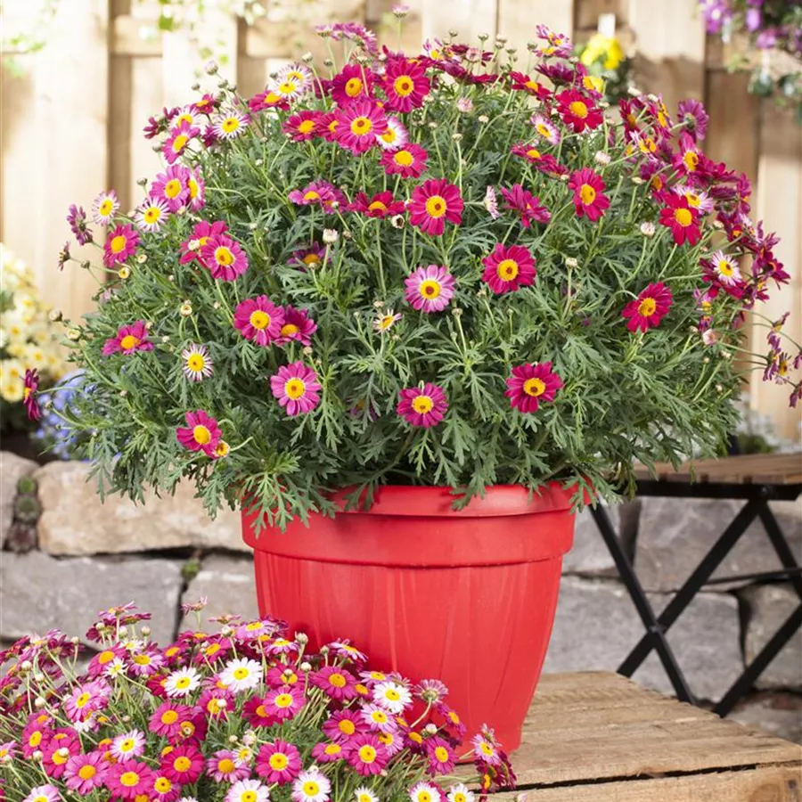 Argyranthemum frutescens, rot - Gartencenter Reim