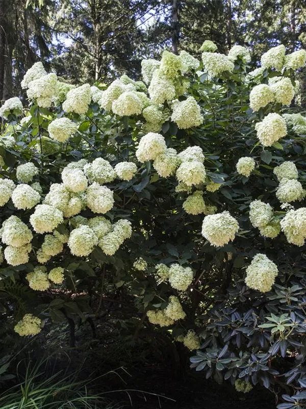 Rispenhortensie