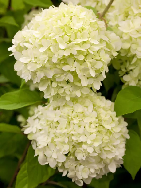 Rispenhortensie 'Limelight'(s)