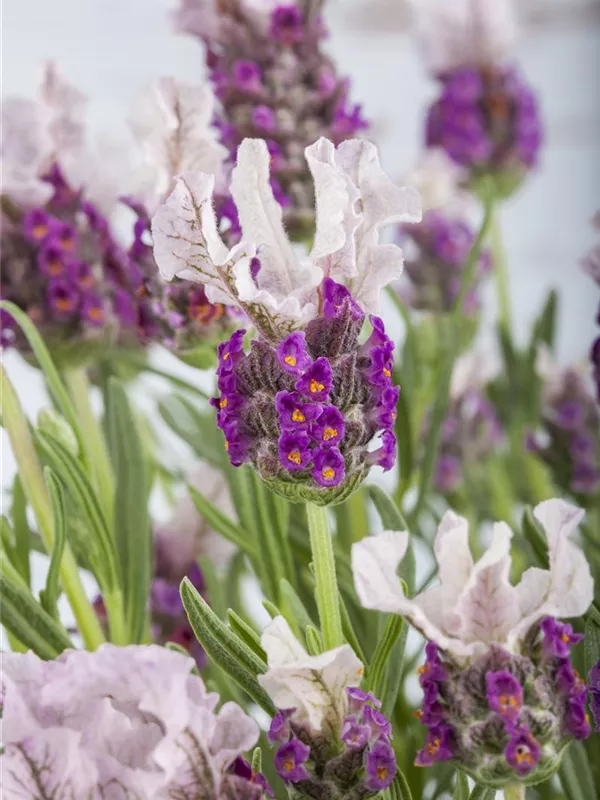 Schopf-Lavendel 'Butterfly Garden'®