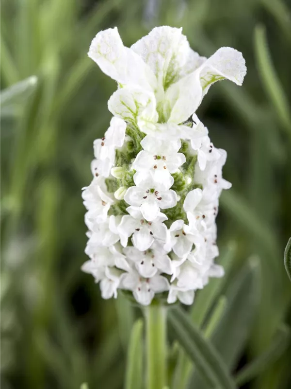 Garten-Schopf-Lavendel