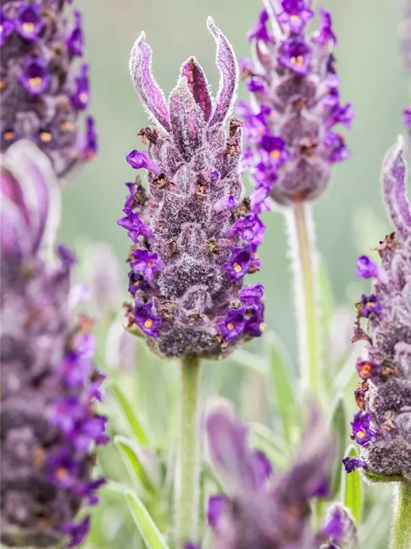 Garten-Schopf-Lavendel 'Anouk'