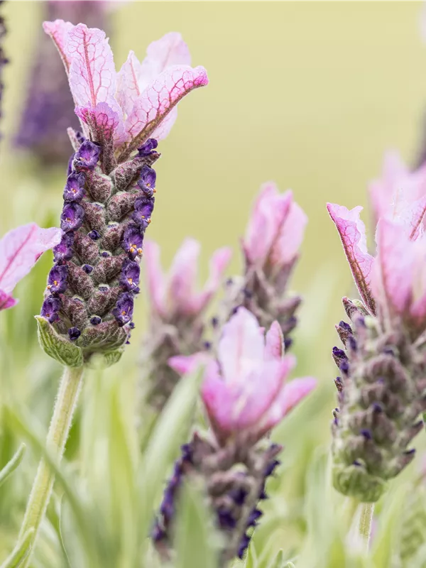 Garten-Schopf-Lavendel