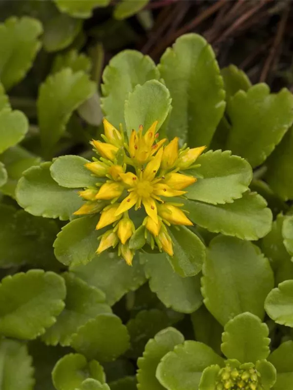 Reichblühendes Garten-Fettblatt 'Weihenstephaner Gold'