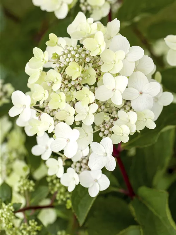 Rispenhortensie 'Vanille Fraise'®