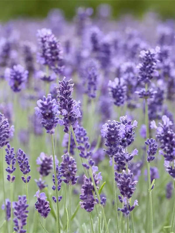 Echter Lavendel 'Hidcote Blue'