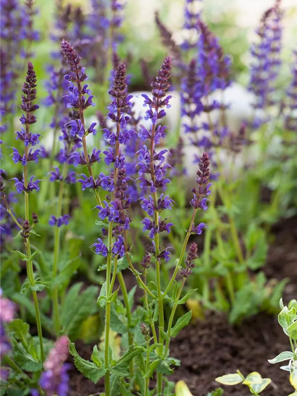 Garten-Blüten-Salbei 'Ostfriesland'