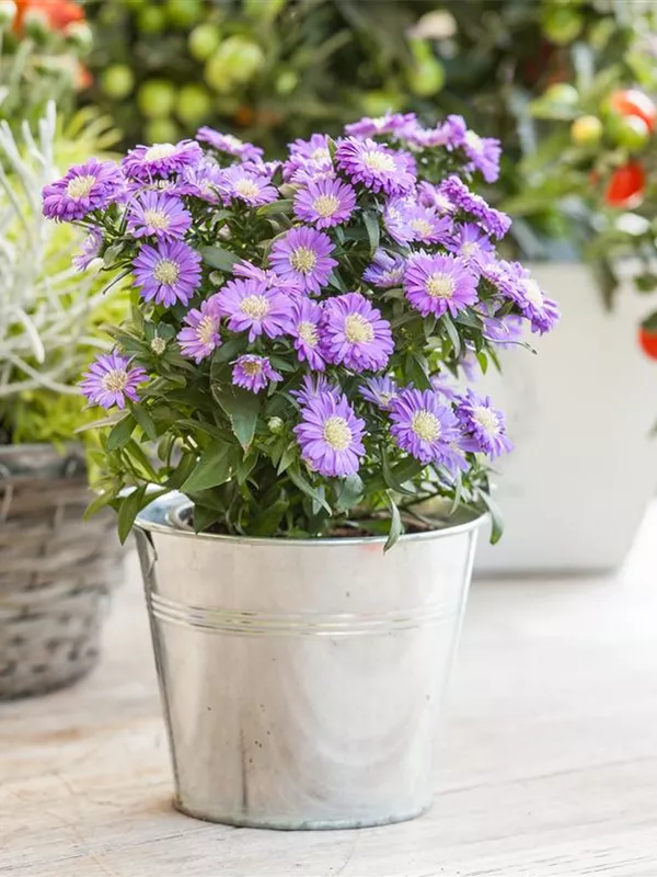 Kissen-Aster