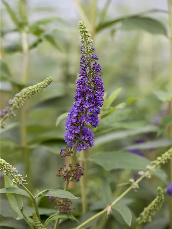 Sommerflieder 'Empire Blue'