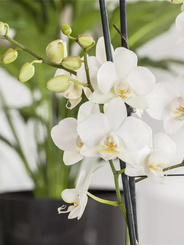 Schmetterlingorchidee