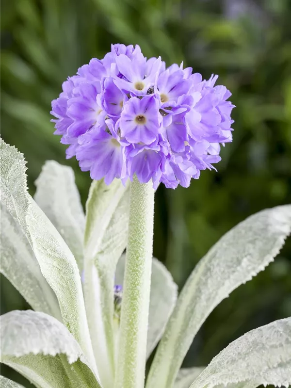 Kugelig blühende Schlüsselblume