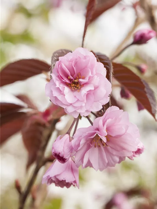 Japanische Nelkenkirsche 'Royal Burgundy'®