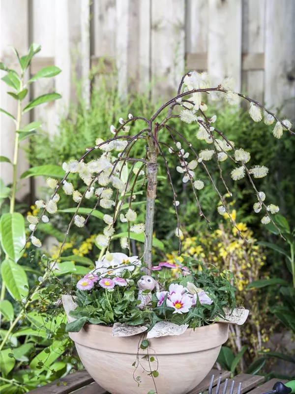 Hängende Kätzchenweide 'Pendula'