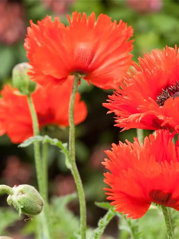 Orientalischer Mohn