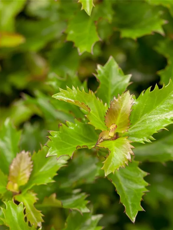 Ilex 'Little Rascal'®