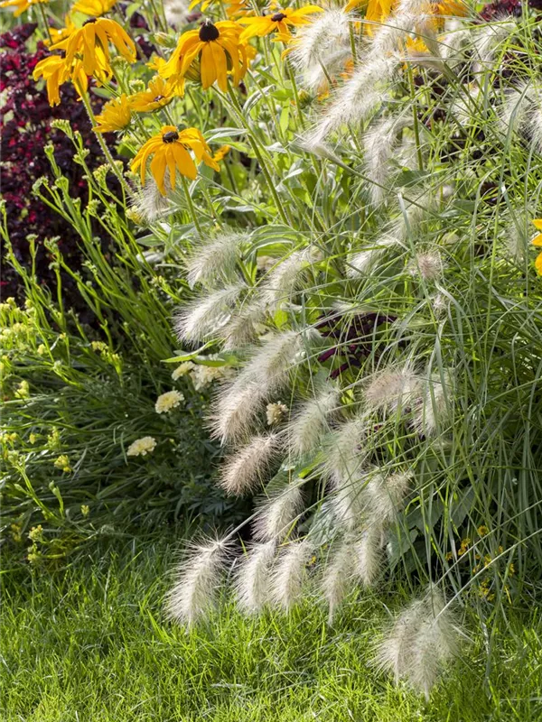 Garten-Federborstengras 'Hameln'