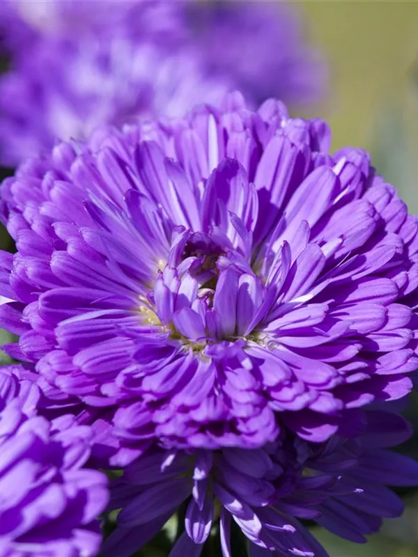 Glattblatt-Aster 'Victoria'®