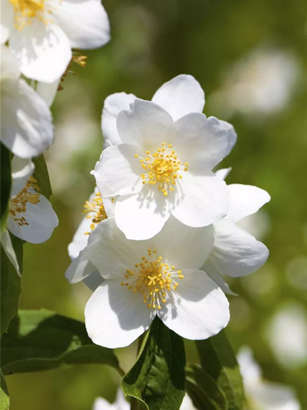 Gartenjasmin 'Belle Etoile'