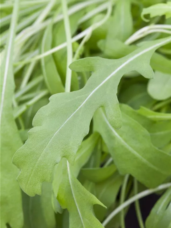 Rucola