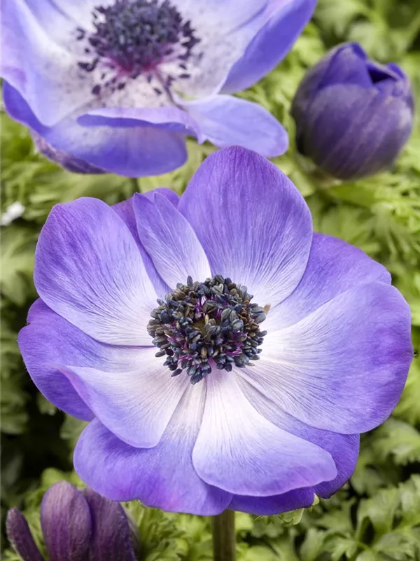 Garten-Anemone