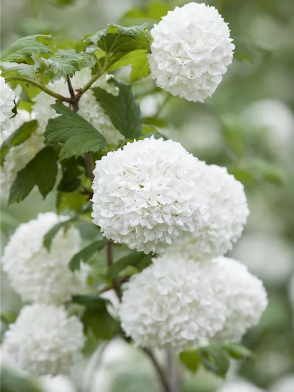 Gewöhnlicher Schneeball 'Roseum'