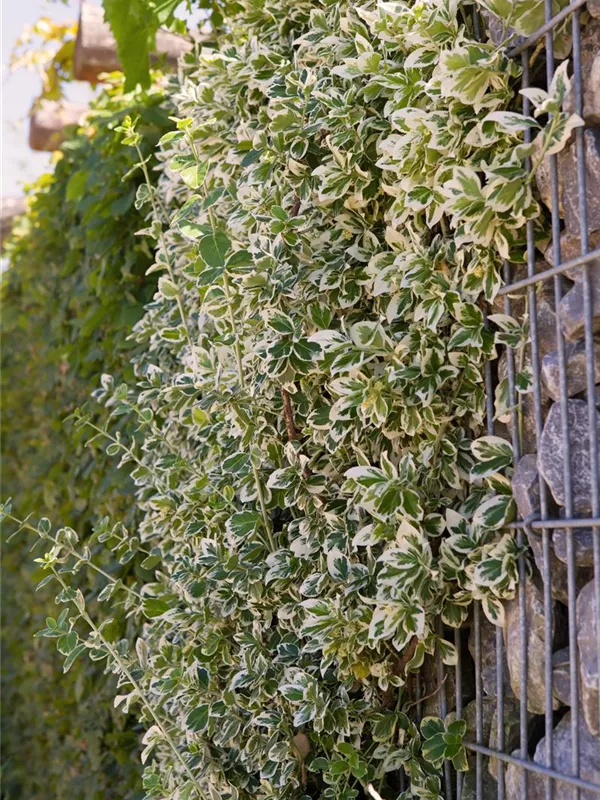 Weißbunte Kriechspindel 'Emerald Gaiety'