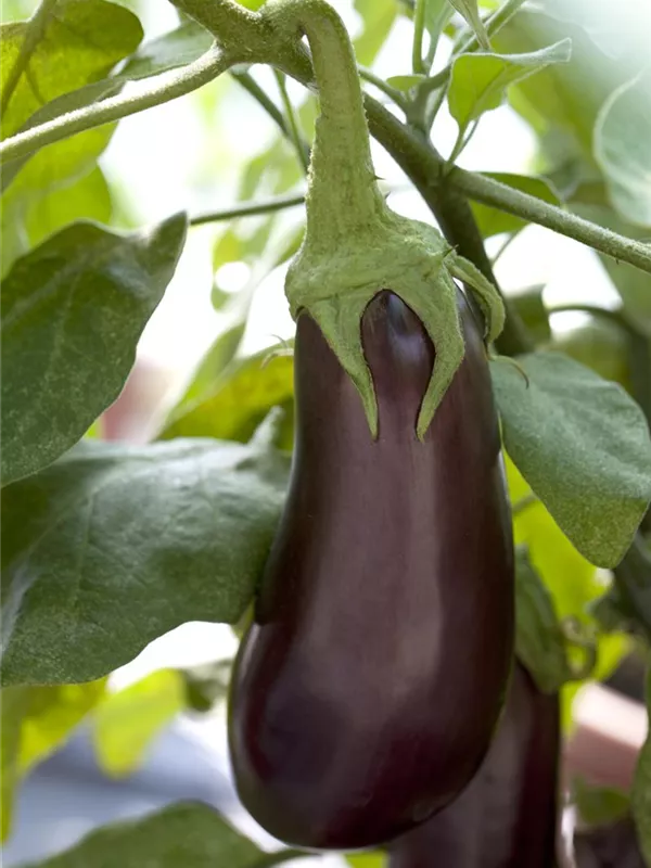 Aubergine