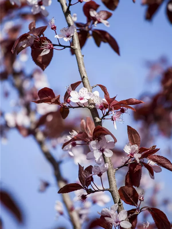 Blutpflaume 'Nigra'