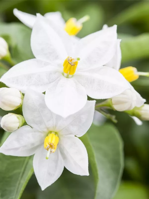 Jasminblütiger Nachtschatten