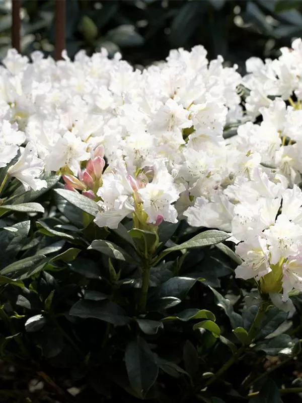 Rhododendron 'Cunningham's White'