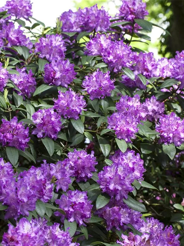 Großblumige Rhododendron