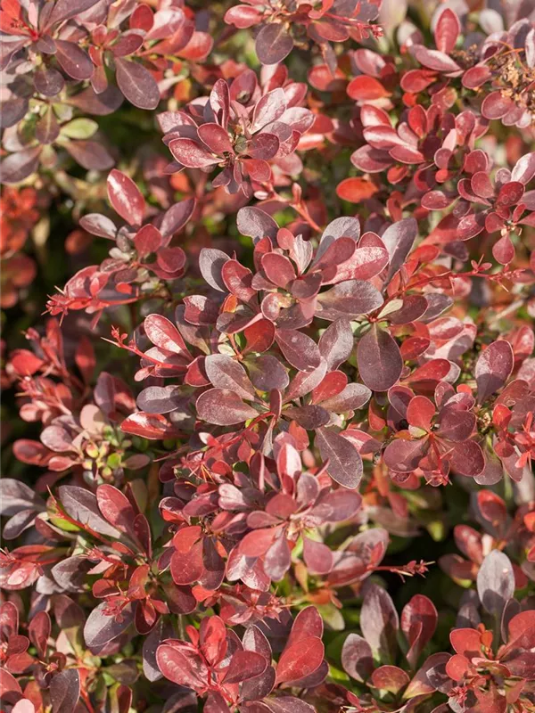 Kleine Blutberberitze 'Atropurpurea Nana'