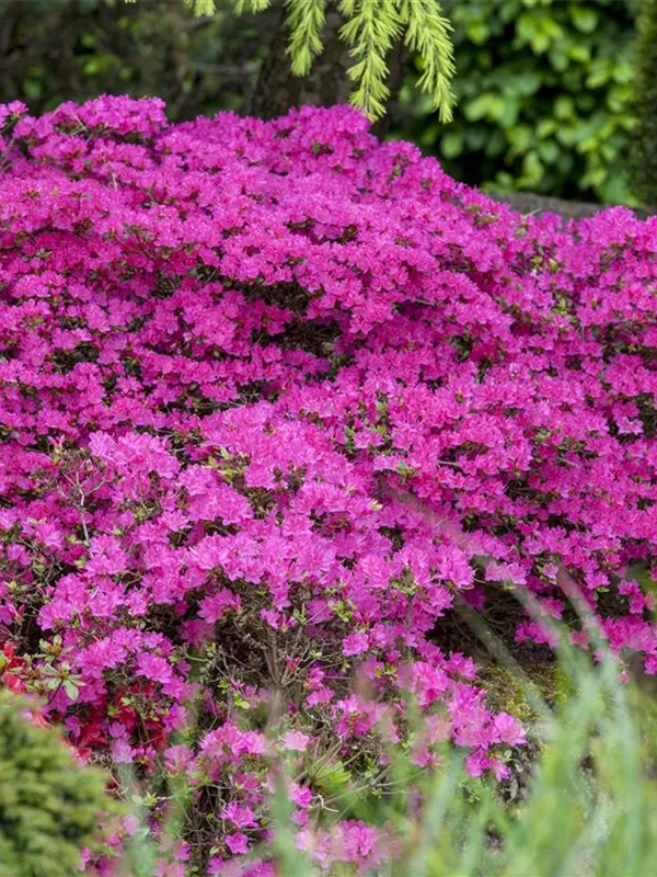 Yakushima-Rhododendron