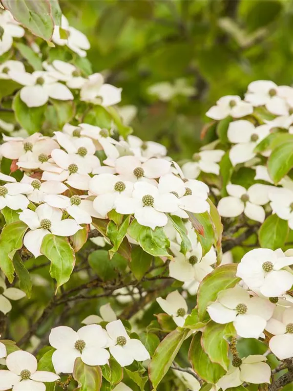 Japanischer Blumen-Hartriegel