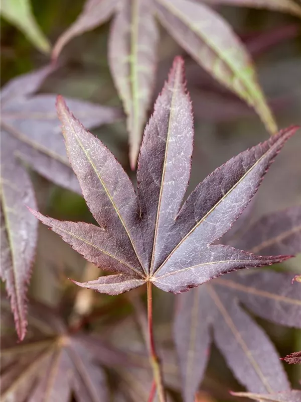 Roter Fächerahorn 'Atropurpureum'