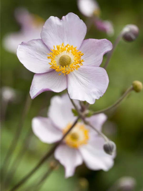 Garten-Herbst-Anemone