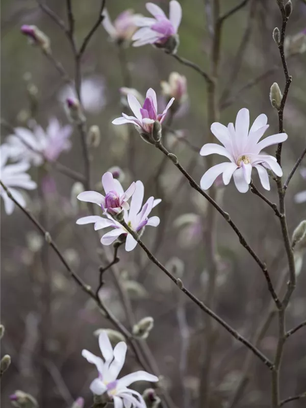 Tulpen-Magnolie