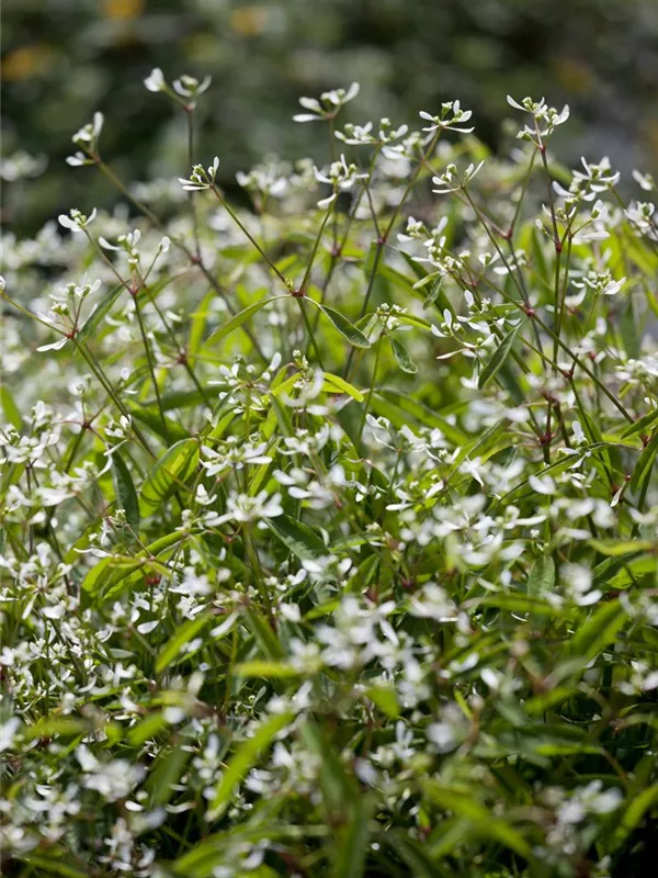 Zauberschnee