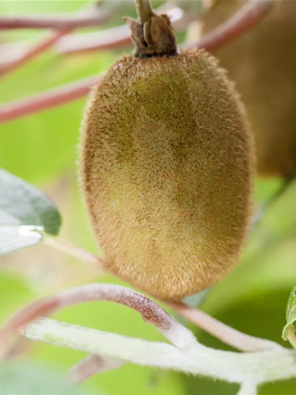 Kiwi (weiblich)