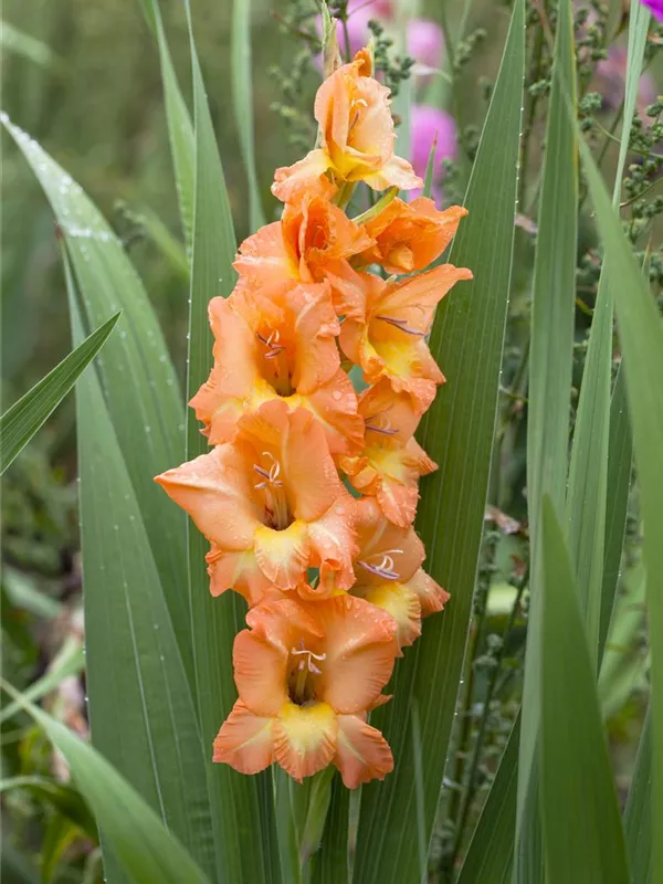 Gladiole