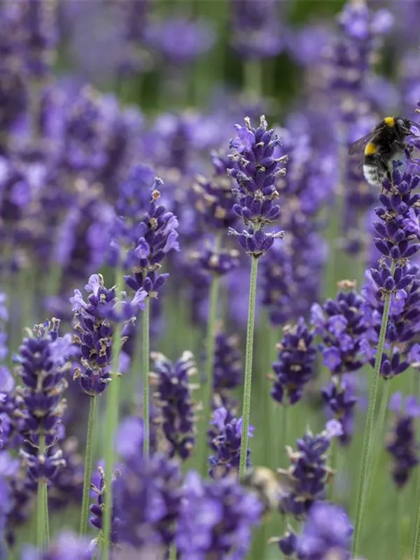 Echter Lavendel