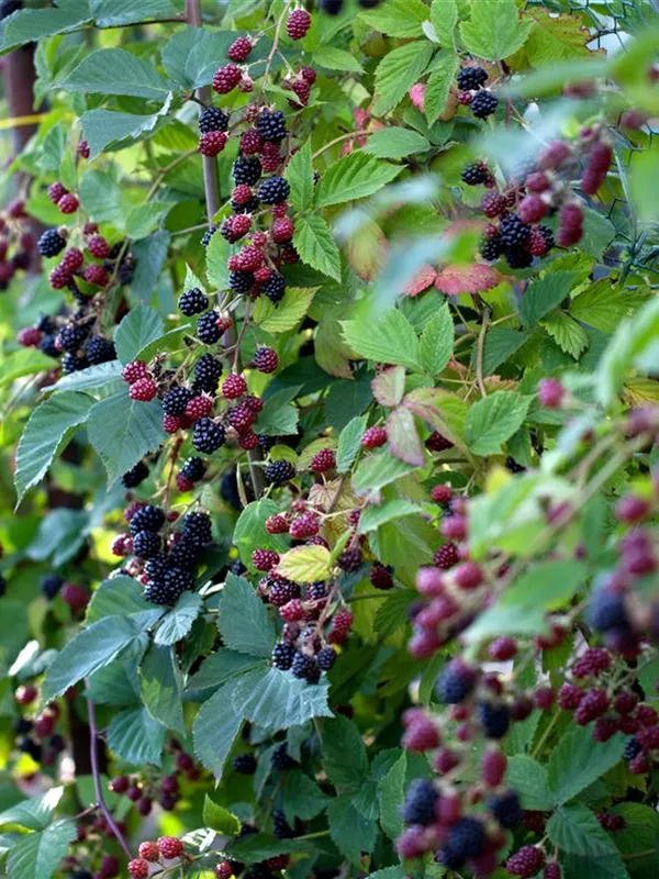 Brombeere 'Thornless Evergreen'