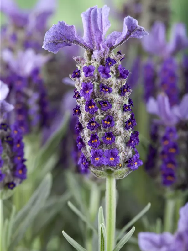 Garten-Schopf-Lavendel