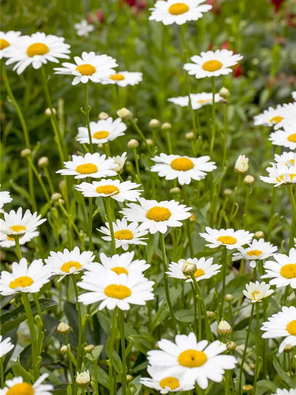 Großblumige Garten-Margerite