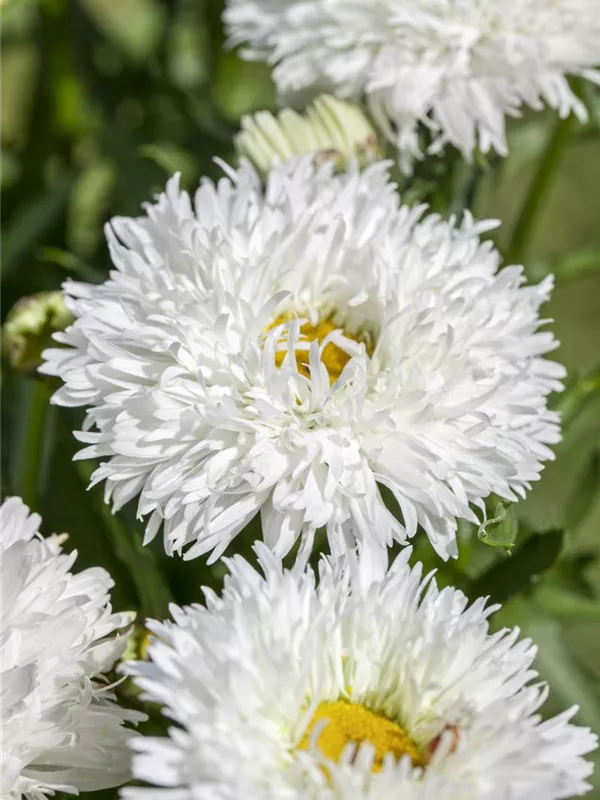 Hohe Sommermargerite (gefüllt blühend)