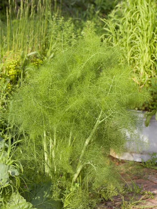 Gewöhnlicher Fenchel