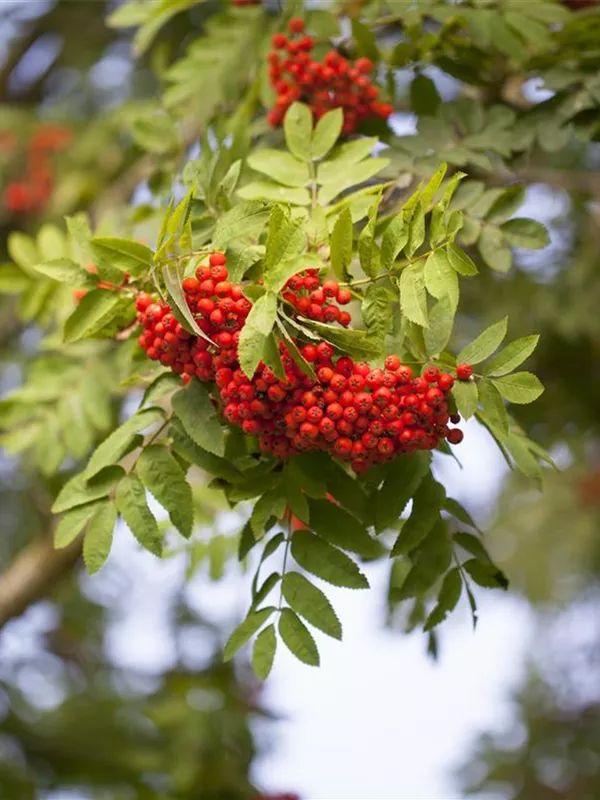 Eßbare Eberesche 'Edulis'