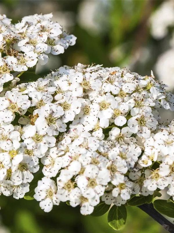 Strauchspiere 'Snowmound'