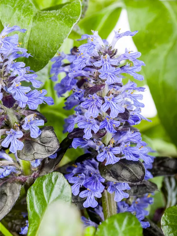 Rotblättriger Garten-Günsel 'Atropurpurea'