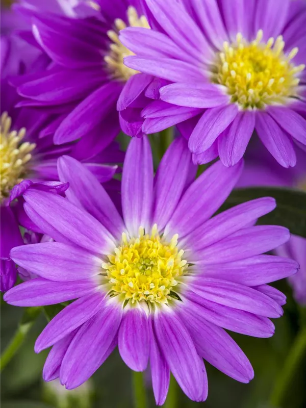 Glattblatt-Aster